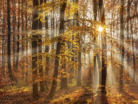 Beech forest in autumn, sun shining through fog, Burgenlandkreis, Ziegelrodaer Forst, Saxony-Anhalt, Germany