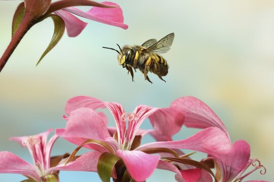 European wool carder bee (Anthidium manicatum), in flight, at Geranium, Germany