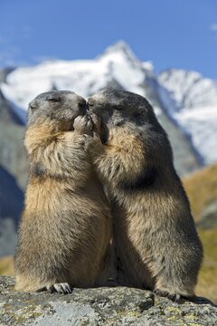 Alpine marmots (Marmota marmota), Grossglockner behind, Kaiser-Franz-Josefs-H&ouml;he, High Tauern National Park, Carinthia, Austria