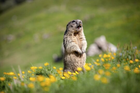 Alpine Marmot (Marmota marmota), Rotwand area, Kleintiefental Valley, Schliersee, Upper Bavaria, Bavaria, Germany