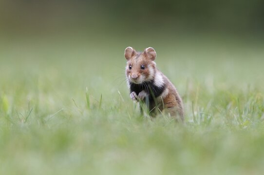 Hamster (Cricetus cricetus), alert young in a meadow, Austria
