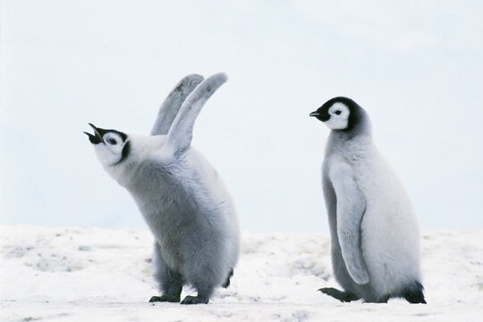 Emperor penguin (Aptenodytes forsteri) chicks, Weddell Sea, Antarctica