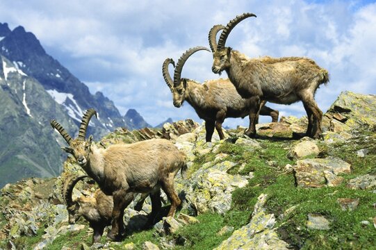 Capra ibex, Pitz Valley, Austria