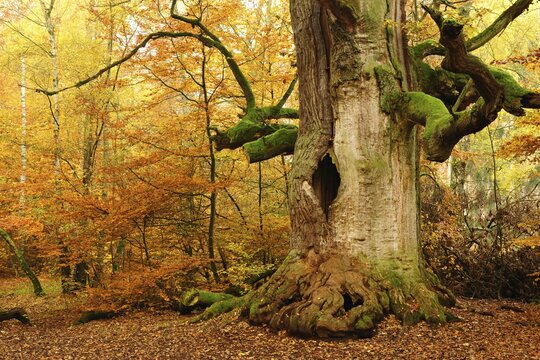 Kamineiche in autumn, hollow Oak (Quercus) covered with moss, Sababurg Jungle, Reinhardswald, Hesse, Germany