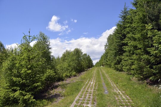 Green Belt, former inner-German border patrol path with the overgrown "death strip", Rennsteig, Lehesten, Thuringia, Germany