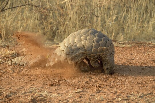 Ground pangolin (Smutsia temminckii) digging for termites, Okonjima Nature Reserve, near Otjiwarongo, Otjozondjupa Region, Namibia