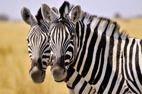 Faces of two Plains Zebras (Equus quagga), Etosha National Park, Namibia, Africa