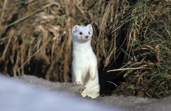 Ermine, stoat or short-tailed weasel (Mustela erminea) with winter coat