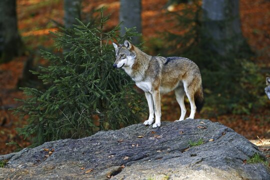 Gray wolf (Canis lupus) in autumnal landscape, outdoor enclosure Bavarian Forest, Germany