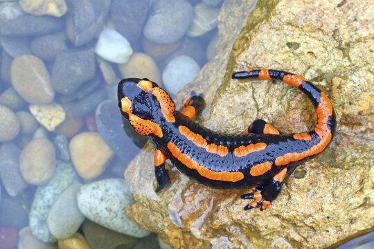 Orange Fire salamander (Salamandra salamandra), Rare colour variation, Solms, Hesse, Germany