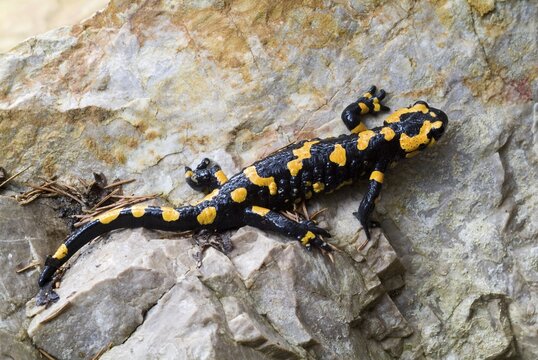 Fire Salamander (Salamandra salamandra), Tiefenbachklamm, Kramsach, Tirol, Austria