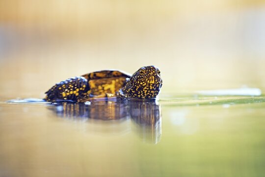 European pond turtle (Emys orbicularis) in the water, Middle Elbe Biosphere Reserve, Saxony-Anhalt, Germany