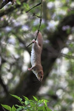 Edible dormouse or fat dormouse (Glis glis) hanging upside down on a twig, Solms, Hesse, Germany, Europe