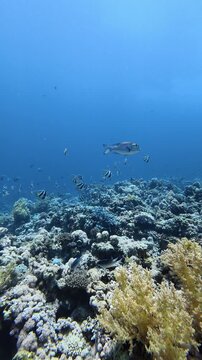 Large school of bannerfish swimming peacefully over a vibrant and healthy coral reef