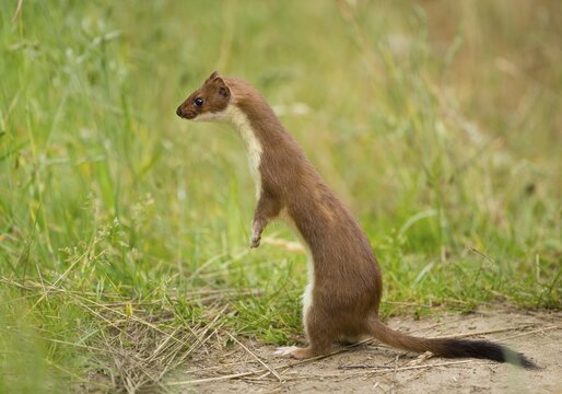 Stoat (Mustela erminea) in summer coat, captive, Lower Saxony, Germany