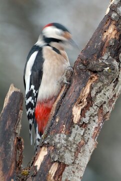 Greater Woodpecker (Picoides major), Schwaz, Tyrol, Austria, Europe