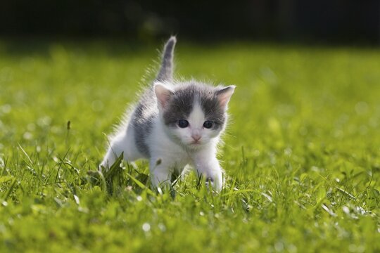 Kitten on a lawn