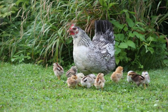 Domestic fowl with chicks