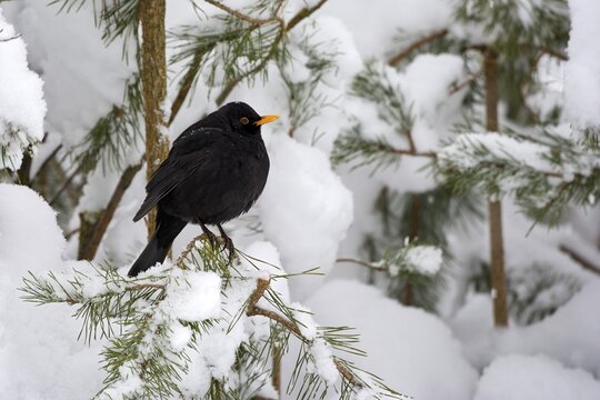 Blackbird (Turdus merula), male, Tyrol, Austria