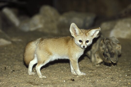 Fennec Fox (Canis zerdus), desert, Africa