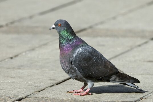 Domestic Pigeon (Columba livia forma domestica), Innsbruck, Tyrol, Austria, Europe