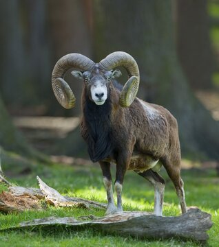 European Mouflon (Ovis ammon musimon), ram, captive, Lower Saxony, Germany