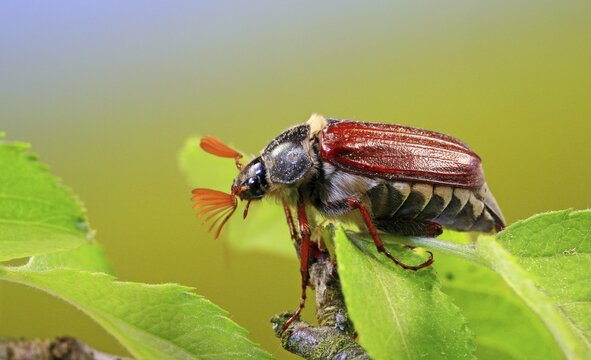 May bug or Cockchafer (Melolontha melolontha)