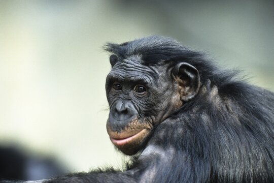 Bonobo, Chimpanzee (Pan paniscus), Africa