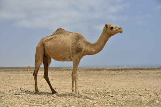 Dromedary (Camelus dromedarius), near Mirbat, Dhofar Region, Oman