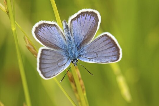 Common blue butterfly (Polyommatus icarus), Hesse, Germany