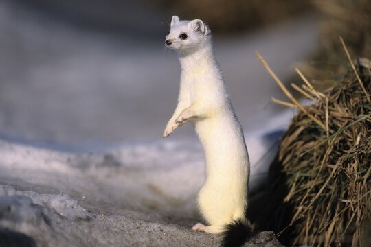 Ermine or Stoat or Short-tailed Weasel (Mustela erminea) in its winter coat
