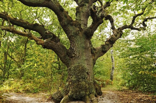 Century-old oak (Quercus) in the Naturschutzgebiet Insel Vilm nature reserve in the Biosphaerenreservat Suedost-Ruegen Biosphere Reserve South-East Ruegen, Ruegen Island, Mecklenburg-Western Pomerania, Germany, Europe