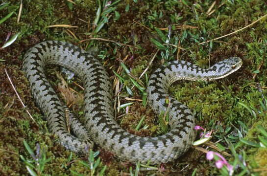 Common European Adder (Vipera berus) male shortly after the casting of the skin in spring