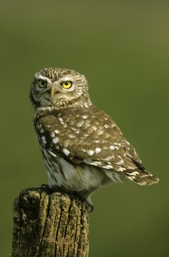 Little owl (Athene noctua), Hortob&aacute;gy, Hungary, Europe