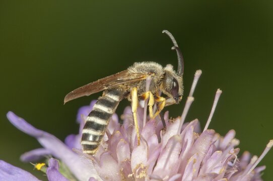 Yellow-banded Sweat Bee (Halictus scabiosae) collecting nectar, Untergr&ouml;ningen, Abtsgmuend, Baden-W&uuml;rttemberg, Germany