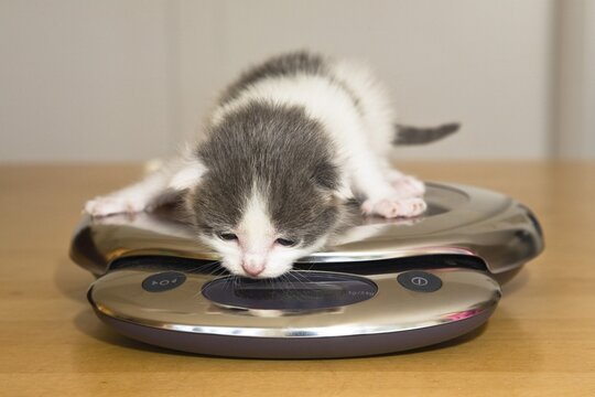 Kitten, 2 weeks, on letter scales