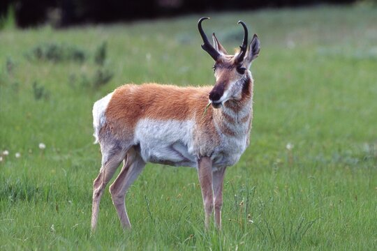 Pronghorn Antelope (Antilocapra americana), Yellowstone National Park, Wyoming, USA
