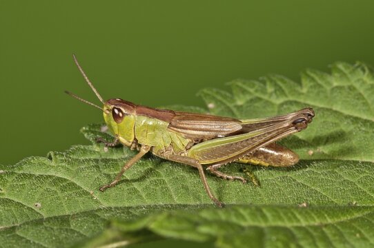 Meadow Grasshopper (Chorthippus parallelus), female, Untergroeningen, Baden-W&uuml;rttemberg, Germany, Europe