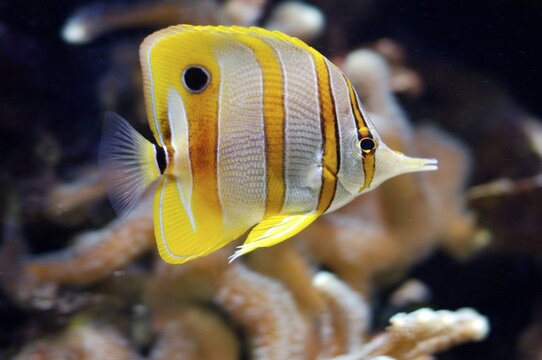 Beaked coralfish Chelmon rostratus Indopacific South Chinese Sea Malaysia, aquarium Berlin Germany