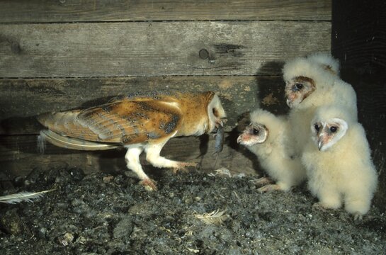 Barn Owl (Tyto alba) passing a mouse to a young bird