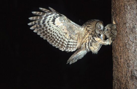 Tawny Owl (Strix aluco) giving a Wood Mouse (Apodemus sylvaticus) to its young in a hole in a tree