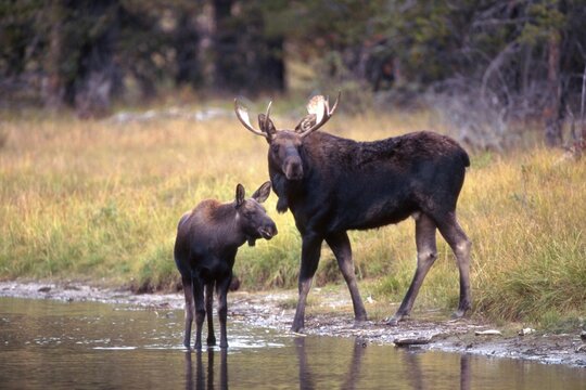 Elk or Moose (Alces alces) with calf, Grand Teton National Park, Wyoming, USA