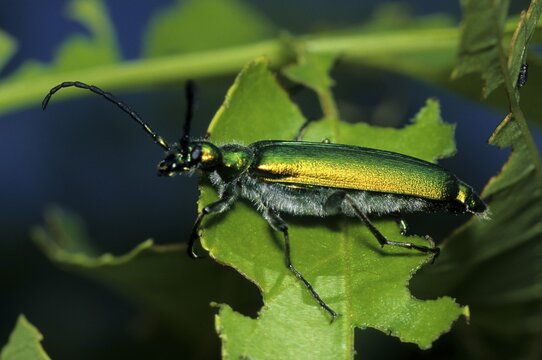 Spanish Fly (Lytta vesicatoria), Hortob&aacute;gy National Park, Puszta, Hungary, Europe