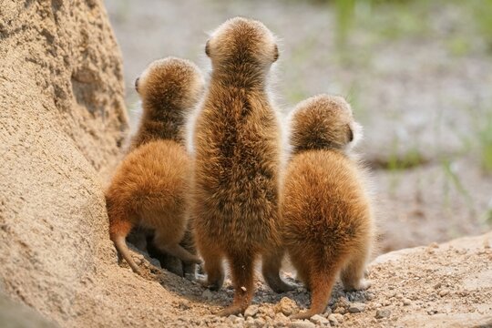 Meerkats (Suricata suricatta), young animals watching out, from behind, Germany
