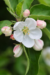 Fototapeta premium apple tree blossom close-up