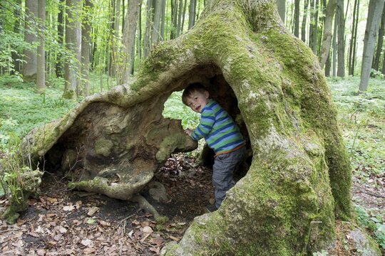 Toddler playing in a hollow tree trunk or root, Hainich National Park, Thuringia, Germany