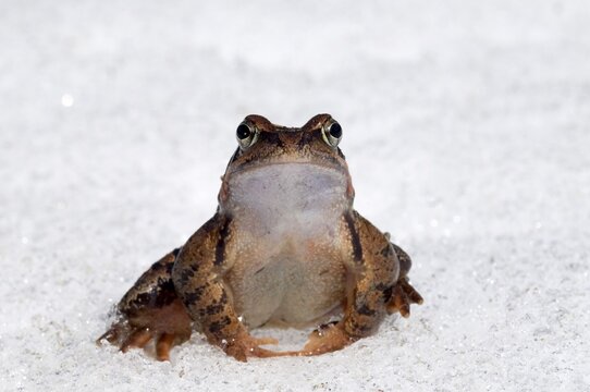 Frog (Rana temporaria), in the snow