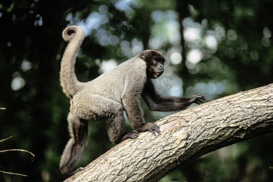 Common Woolly Monkey (Lagothrix lagotricha), South America