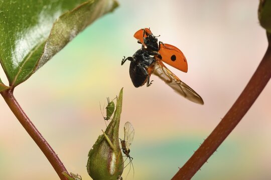 Seven-spott ladybird (Coccinella septempunctata) flies to the bud of a rose blossom with aphids, Germany