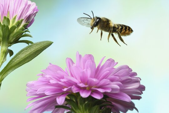 Heriades truncorum (Heriades truncorum), in flight, on a pink Aster flower (Aster sp.), Germany